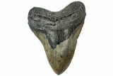Serrated, Fossil Megalodon Tooth - North Carolina #311100-1
